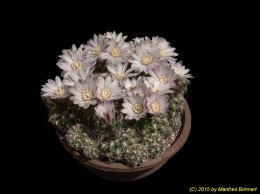 Gymnocalycium grandiflorum 476